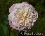 Constance Constance