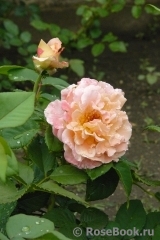 Augusta Luise Augusta Luise