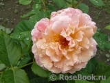 Augusta Luise Augusta Luise