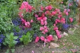 Fuchsia Meillandecor Fuchsia Meillandecor