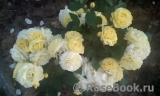 Golden Border Golden Border