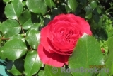 Red Leonardo da Vinci Red Leonardo da Vinci