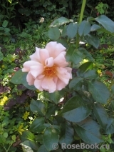 Julia's Rose Julia's Rose