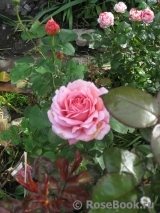 Princess Alexandra of Kent Princess Alexandra of Kent