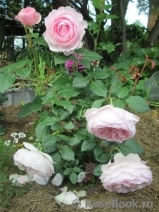 Olivia Rose Austin Olivia Rose Austin