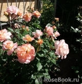 Augusta Luise Augusta Luise