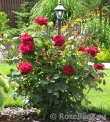 Darcey Bussell Darcey Bussell
