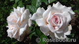 Alexandra - Princesse de Luxembourg ® Alexandra - Princesse de Luxembourg ®