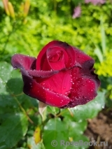 Lovely Red Lovely Red
