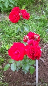 Amadeus Amadeus