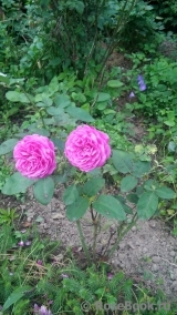 Heidi Klum Rose Heidi Klum Rose