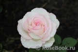Moonstone Moonstone