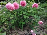 Jubilee Celebration® Jubilee Celebration®