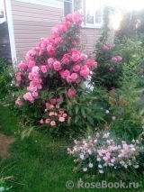 Rosarium Uetersen Rosarium Uetersen