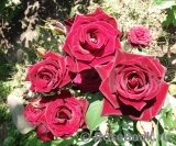 Black Baccara Black Baccara