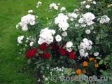 Aspirin Rose Aspirin Rose