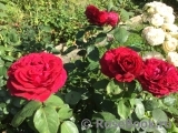 Rose des 4 Vents Rose des 4 Vents