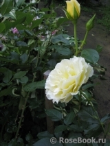 White Licorice White Licorice