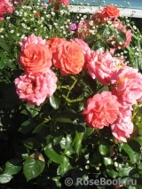 Sommersonne Sommersonne