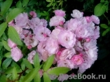 Heavenly Pink Heavenly Pink