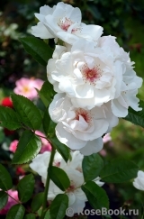 Jacqueline du Pre Jacqueline du Pre