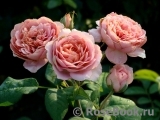 Amandine Chanel Amandine Chanel