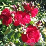 Roter Korsar Roter Korsar