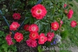 Fuchsia Meillandecor Fuchsia Meillandecor