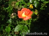 Konigin der Rosen Konigin der Rosen