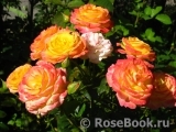 Gartenspass ® Gartenspass ®