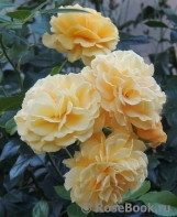 Mireille Dumas Mireille Dumas