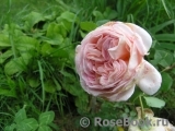Abraham Darby Abraham Darby