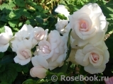 Aspirin Rose Aspirin Rose