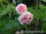 Abraham Darby Abraham Darby