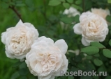 Crocus Rose® Crocus Rose®