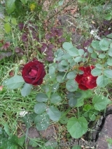 Malicorne Malicorne