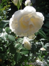 Poustinia Poustinia
