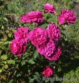 Darcey Bussell Darcey Bussell