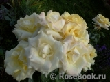 Wainwright Rose, The Wainwright Rose, The