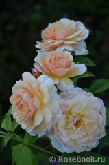 Grace® Grace®