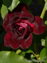 Burgundy Ice Burgundy Ice