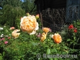 Lady of Shalott Lady of Shalott