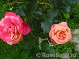 Belle Epoque Sunflor ® Belle Epoque Sunflor ®