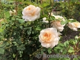 Crocus Rose® 