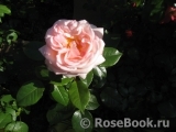 White Fox Rose White Fox Rose
