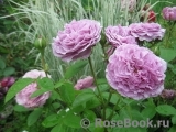 Lavender Ice Lavender Ice