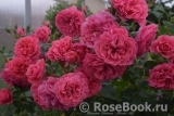 Rosarium Uetersen Rosarium Uetersen