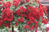 Scarlet Meillandecor Scarlet Meillandecor
