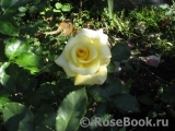Wainwright Rose, The Wainwright Rose, The