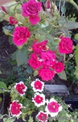 Lovely Lydia® Lovely Lydia®